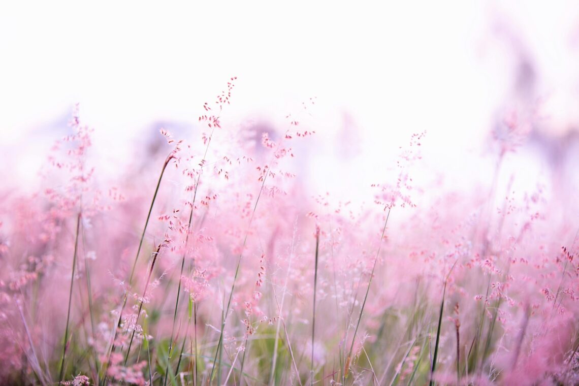 Delicate pink wildflowers softly swaying in a sunlit field, creating a tranquil and dreamy atmosphere.