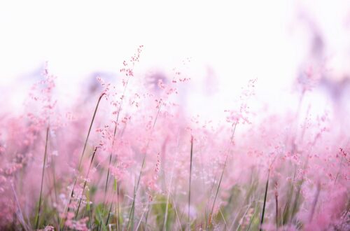 Delicate pink wildflowers softly swaying in a sunlit field, creating a tranquil and dreamy atmosphere.